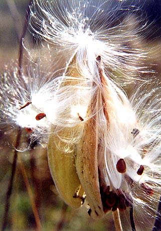a white milk weed pod blossoming